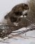 кот, прыжок, снег, ветки