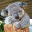 коала
