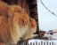 коты, рыжие