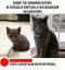 Котёнок, котяра, жена