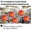 правительство, посадить, цветы, политота
