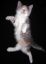 котенок
