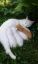 кошка, котята, рыжий