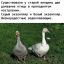 гуси, серый, белый