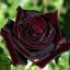 цветок, роза, бордовая, Black Baccara