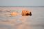 сиськи, голова, вода