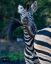 зебра, хвост, Kruger National Park, Ethan Day