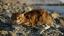 котэ,морда, галька, вода, ошейник