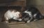 коты, кошки, мышеловка, возня, делёжка, картина