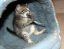 котёнок, хищник