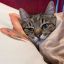 кот, кошка, подушка, одело