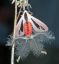 Мотылёк, бабочка, моль, щупальца, рога, creatonotos gangis, насекомое