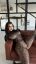 диван, кухня, перегородка, абажур, monamity, enjoysuzanna, Suzanna Joy, ArchlyConsider