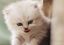 котёнок