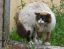 кошка, злая