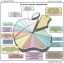 apple, мак, диаграмма, затраты
