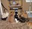 кот, коты, хомяк, клетка