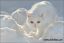 кот, снег