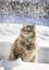 кот, снег