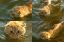 кот, вода