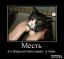 демотиватор, кот, месть, тапки