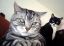 коты