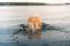 попа, вода, брызги