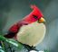 angry bird