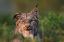 бодун, рысь, похмелье, National Geographic