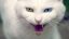 котэ