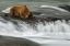 медведь, вода