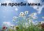 не проеби, ромашки, цветы, небо