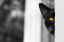 tlk, cat.spb, кот, морда