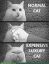 кот