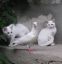 кошки, голубь