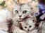 кошка, котенок, семья