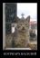 котриарх, православие,  крест, демотиватор