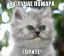 пожар, котэ