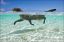 котэ, вода, плывет, ракурс