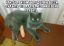 котик