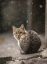котэ,снег, оглянулся