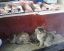 коты, рыба, прилавок