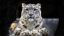 снежный леопард, снежный барс, ирбис,  snow leopard