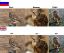 сова, перевод, сыч, филин
