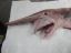 Goblin,Shark,акула