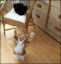 коты, черный, рыжий, потягивается