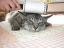 кота плющит