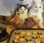 коты, печенье, шоколад