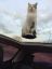 котэ, крыша