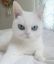котэ